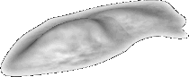 Морской Лорд Слизь (Sea Lord Slime)