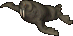 Walrus
